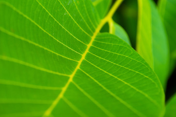 green leaves. plants close up. summer