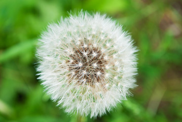 dandelion macro. close-up. summer. background