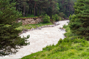 Beautiful view of wild mountain river and forest in summer