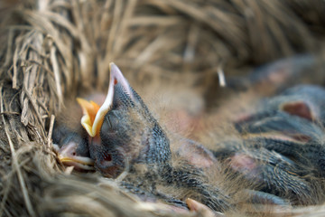 Hungry newborn thrush's chicks are opening their mouths asking for food from their parents