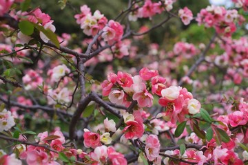 Blossumes of Boke (Japanese quince; Chaenomeles speciosa)  　