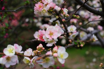 Fototapeta na wymiar Blossumes of Boke (Japanese quince; Chaenomeles speciosa) 　
