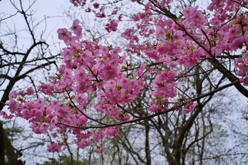 Cherry blossoms (Yoko) : full blooming