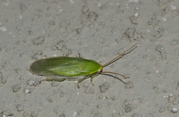 A green Cuban Cockroach (Panchlora nivea) at rest on a rough gray building wall in Houston, TX. They are not considered pests due to their outdoor nature. Seldom are they found indoors.