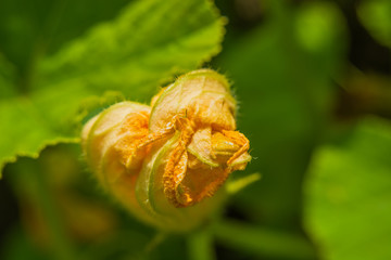 Orange pumpkin flower on a background of green leaves