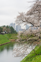 Obraz premium 千鳥ヶ淵 桜 撮影日2019/3/30