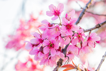 Prunus cerasoides a beautiful wild flowers in nature.