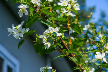 Golden bronze  eats flowers of apple