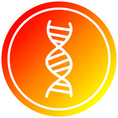 DNA chain circular in hot gradient spectrum