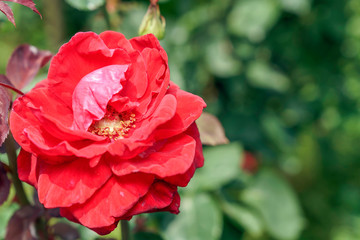 赤色のばら