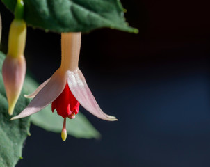 Beautiful fuchsia flower