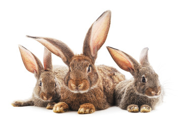 Family of brown rabbits.