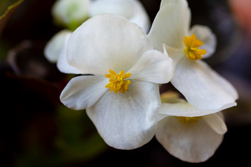 Fototapeta na wymiar Extremely beautiful white flowers