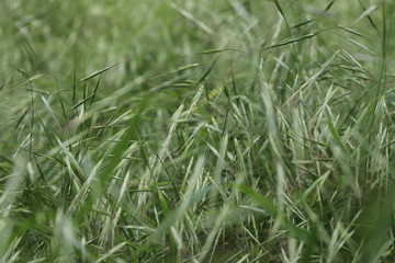 Bromus sterilis