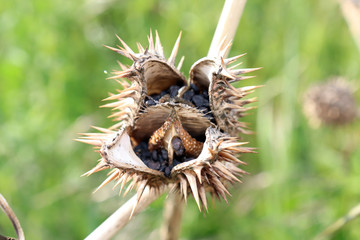 Obraz premium Datura stramonium