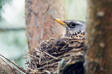 Thrush incubates the eggs sitting in the nest