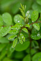 Green leaves with water drops.