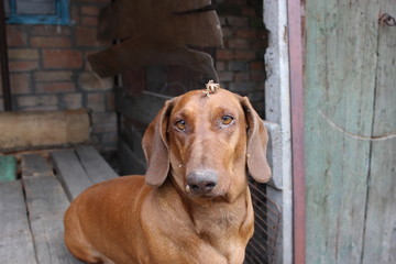 Sad brown dog dachshund