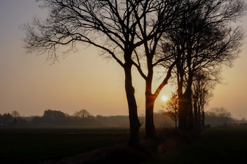 Row of bare trees in the morning mist sunrise with farm on horizon