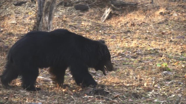 tracking clip of a sloth bear approaching at tadoba andhari tiger reserve in India