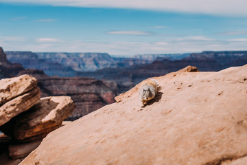 Naklejka premium Squirrel at the Grand Canyon- arizona