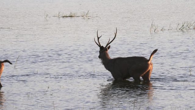 tracking shot of sambar deer wading in lake tadoba at tadoba andhari tiger reserve in India