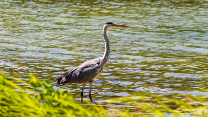 Fischreiher im Flug