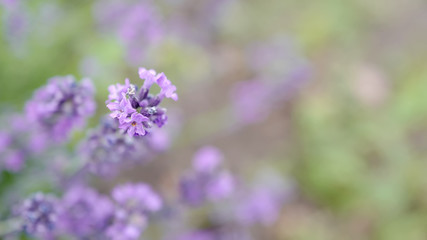Flowers of a lavender wallpaper