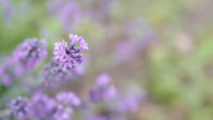 Obraz premium Flowers of a lavender wallpaper