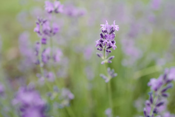Lavender flowers in garden