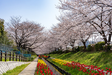 横浜市都筑区　江川せせらぎ緑道　満開の桜とチューリップ　撮影日2019/4/6