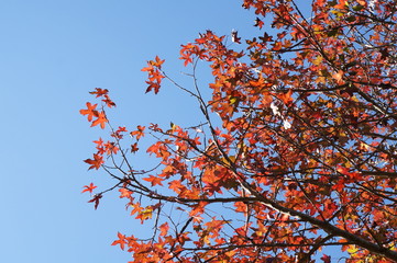 autumn leaves against blue sky