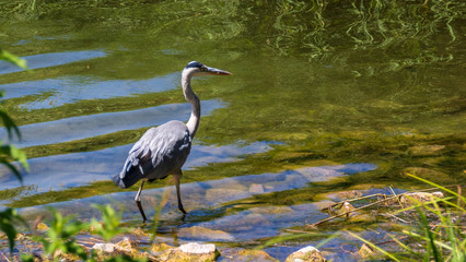 Fischreiher im Flug