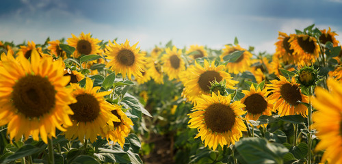 Fototapeta na wymiar Sunflower field with cloudy blue sky. Beautiful summer landscape.