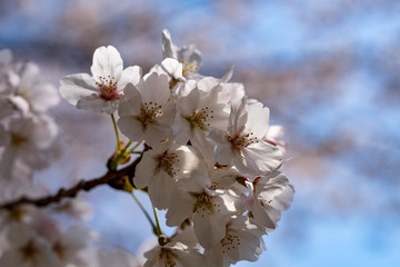 Fototapeta premium 横浜市都筑区 江川せせらぎ緑道 桜の花びら 撮影日2019/4/6