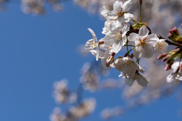 横浜市都筑区　江川せせらぎ緑道　桜の花びら　撮影日2019/4/6