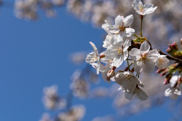 横浜市都筑区　江川せせらぎ緑道　桜の花びら　撮影日2019/4/6
