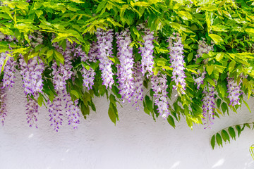 Flowering Wisteria on white house wall background. Natural home decoration with flowers of Chinese Wisteria ( Fabaceae Wisteria sinensis )