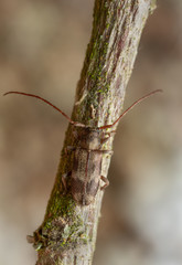 Exocentrus lusitanus on linden twig photographed with high magnificaion