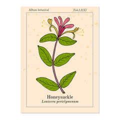 Honeysuckle Lonicera periclymenum , or woodbine, medicinal plant