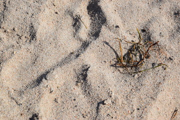 Sable et graminés
