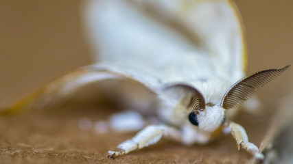 Isolated close up macro of a Silkworm butterfly