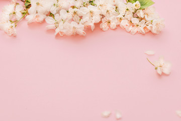Fototapeta premium Apple flowers on pink background. Holiday card