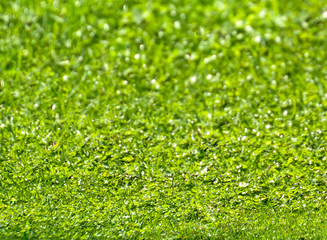 Background of green grass