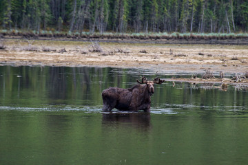 Moose in the Lake