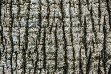 Obraz premium Old palm tree trunk texture, closeup. Aged Solid Wood Slat Rustic Shabby Grey Background of Arecaceae Tree Trunk.