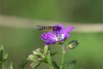 Schweb Fliege auf Storchenschnabel