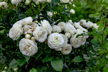 Flowering white Serbian Rose Bush  