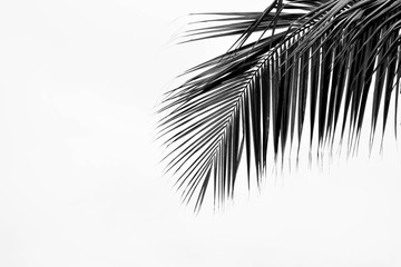 closeup palm leaves  - monochrome
