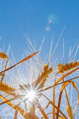 Shining sun and  yellow ripe ears, close up bottom view. Bright sun rays on the blue sky through the ripe golden spike.